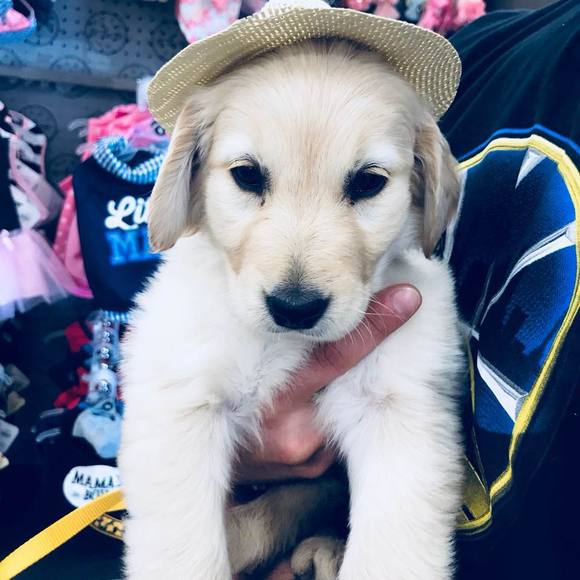 Meet your Posher, Emily - Picture 1 of 1